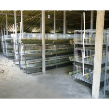 Chicken Layer Cage System/Chicken Cage